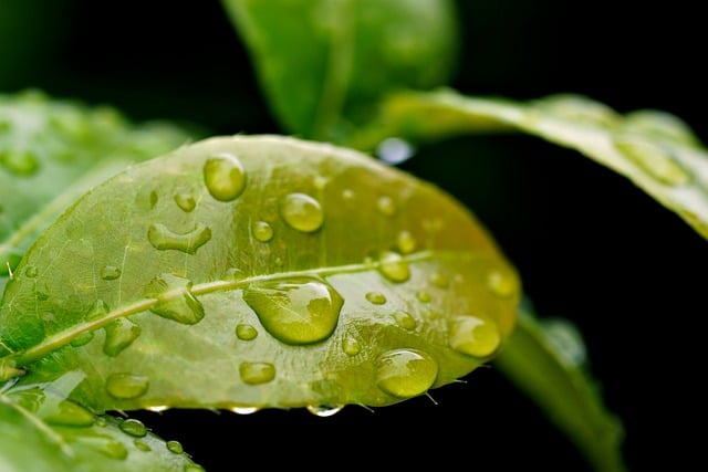 树叶, 水滴, 雨水滴, 自然, 植物学, 绿色, 世界地球日