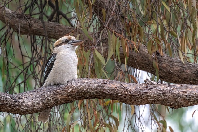 鸟, 笑翠鸟, 动物, 新豚鼠, 赏鸟, 鸟类学, 野生动物, 禽类, 自然