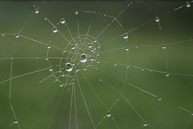 蜘蛛网, 露珠, 水滴, 特写, 绿色