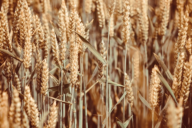 粮食, 原野, 小麦, 麦田, 小穗, 农业, 自然, 耕地, 农场院子, 收成