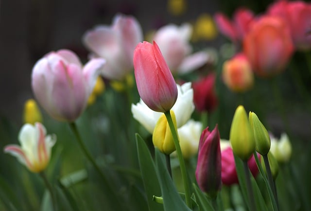 郁金香, 花朵, 植物, 花瓣, 芽, 春天, 花园, 自然, 丰富多彩的