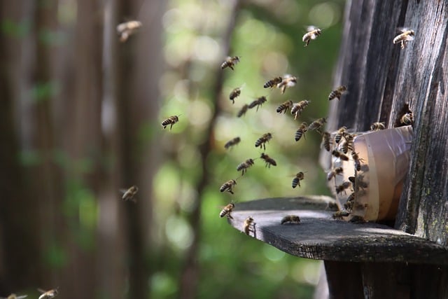蜜蜂, 蜂窝, 航班, 昆虫, 一群蜜蜂, 特写, 世界蜜蜂日