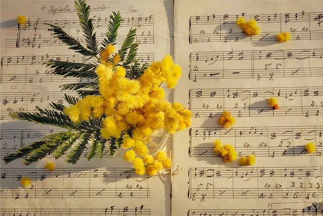 高清壁纸, 含羞草, 花朵, 黄色的花, 黄色, 乐谱, 音乐, 床单, 音乐纸