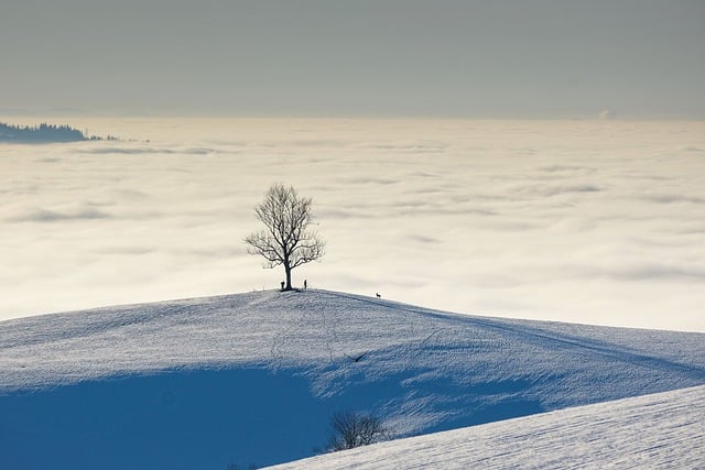 自然, 景观, 冬季景观, 雪景, 山顶, 单棵树, 多雾路段, 雾线