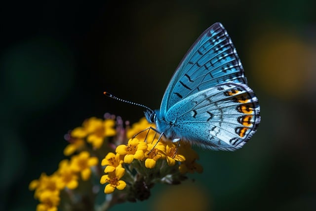蝴蝶, 蓝蝴蝶, 黄色的花, 授粉, 花园, 自然, 背景, 特写