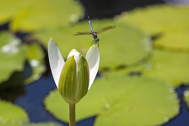 蜉蝣, 昆虫, 花, 蜉蝣目, 自然, 飞, 亚特兰大植物园, 莲花, 绿色