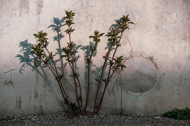 植物, 墙, 具体的, 石头, 阴影