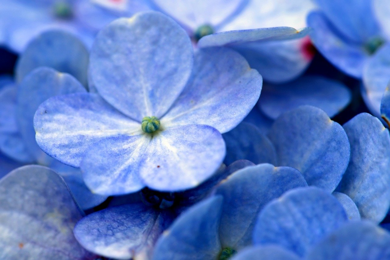 花, 植物学, 绣球花, 自然, 特写, 植物群, 盛开, 开花, 蓝色的