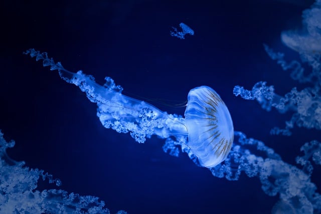 海蜇, 海果冻, 海, 水, 自然, 水族馆, 海洋动物, 海, 海, 海, 海