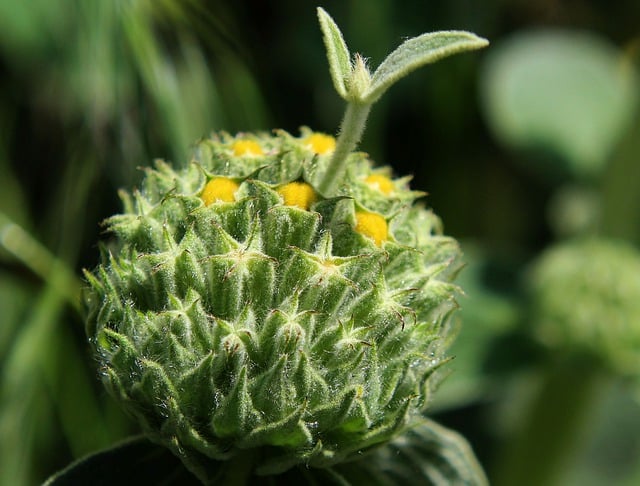 野花, 花, 草地, 原野, 植物群, 盛开, 自然, 特写, 绿色, 黄色