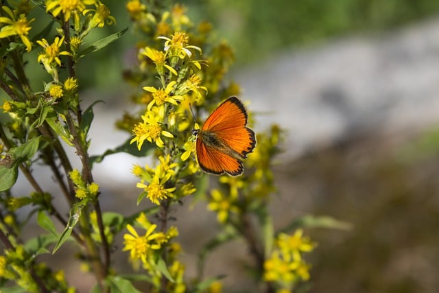 蝴蝶, 昆虫, 授粉, 多彩多姿的, 自然, 夏天, 草地, 春天, 橙色的
