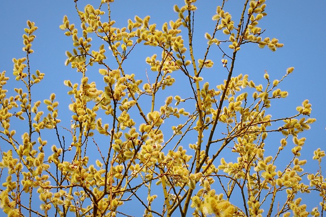 树, 柳絮, 自然, 春天, 蓝色的, 黄色