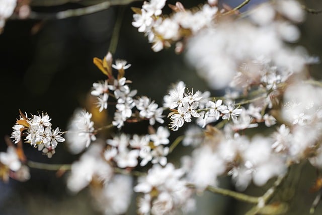 花朵, 梅花, 白色的花, 春天, 自然, 花园, 特写