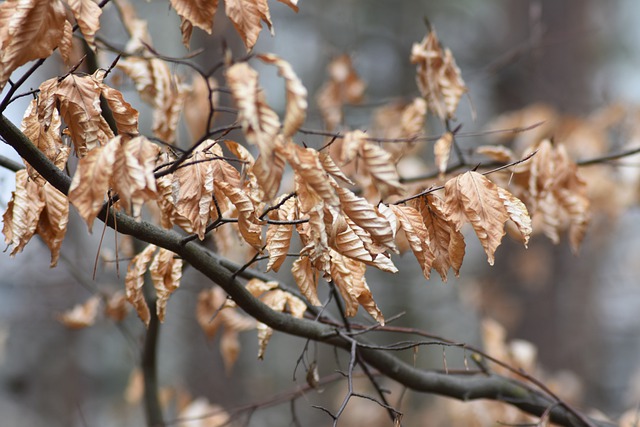干燥, 树叶, 秋天, 森林, 自然, 干树叶, 树, 枝杈, 分行, 棕色