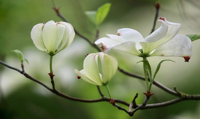 萸, 佛罗里达山茱萸, 花山茱萸, 白色的花, 开花, 花瓣, 灌木, 自然