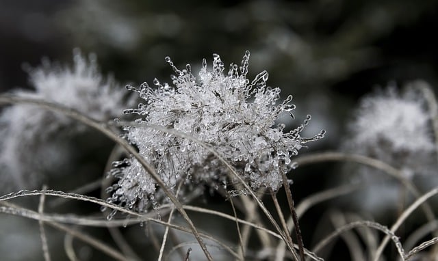 草, 霜, 冰柱, 水晶, 冬天, 冰