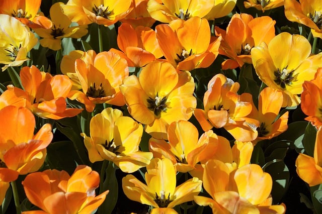 郁金香, 花朵, 葱, 花园, 盛开, 背景, 黄色, 橙色的