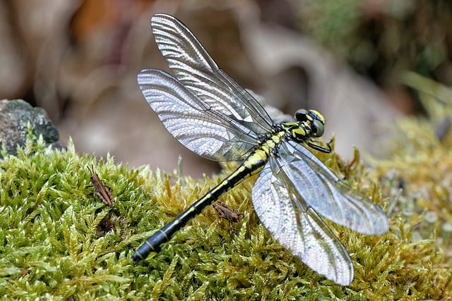 马尾蜻蜓, 蜻蜓, 昆虫, 普通鹅, 翅膀, 飞行, 森林, 自然