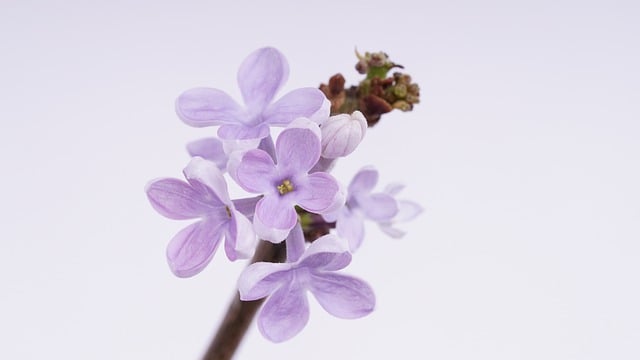 母亲节快乐, 紫色的, 花, 春天, 丁香花, 紫色的花朵, 花瓣, 开花