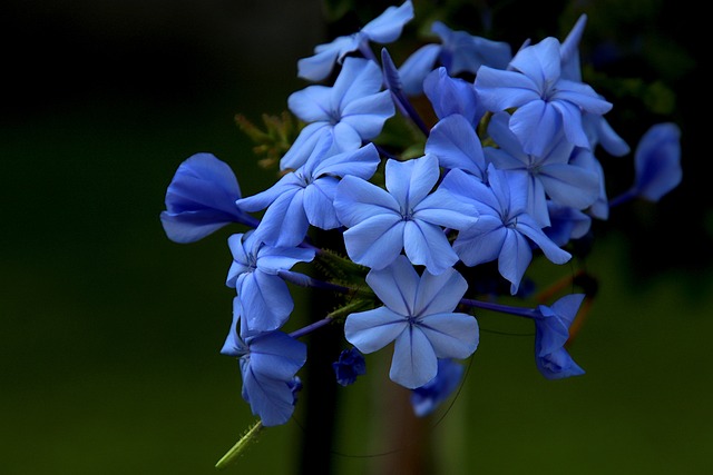 开普 Leadwort, 花朵, 植物, 白榕, 蓝色花朵, 花园, 自然