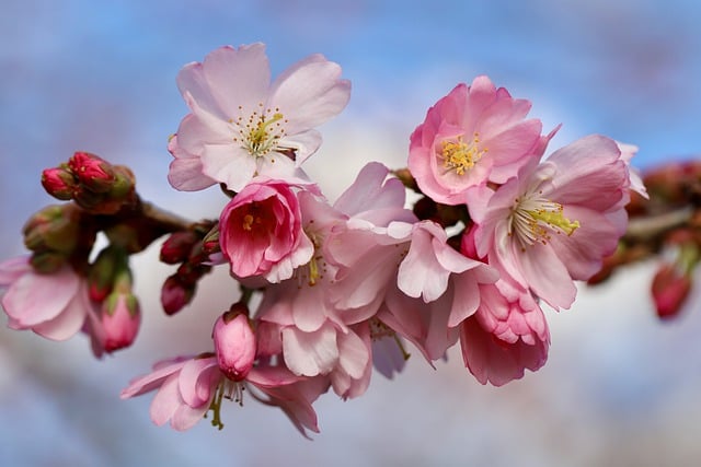 比岸樱桃, 春樱桃, 梅花, 大器晚成, 花枝, 李属Subhirtella