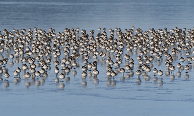 鹬, 群, 翅膀, 水, 鸟类, 自然, 野生动物, 观鸟, 动物, 户外的