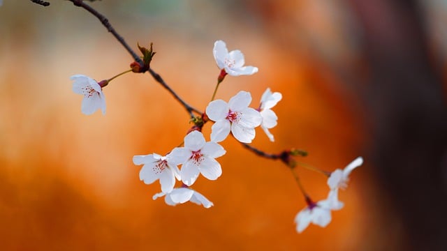 樱花, 白色的花, 花朵, 春天, 自然, 背景, 橙色的