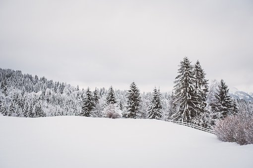 冬天, 自然, 树木, 季节, 户外, 冬季, 雪, 冬天, 冬季, 雪, 雪