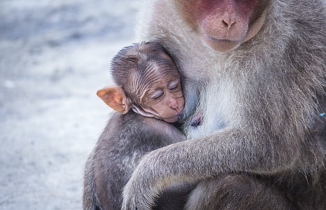 母亲节快乐, 猴, 猴宝宝, 关心, 母亲, 动物, 灵长类动物, 野生动物