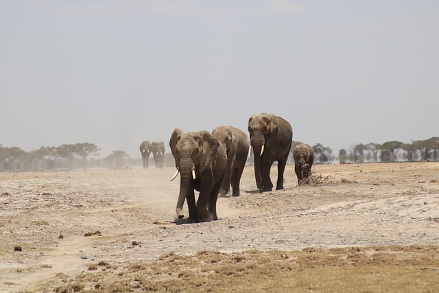 大象, 动物, 非洲, 苹果浏览器, 自然, 肯尼亚, 荒野, 大象, 动物