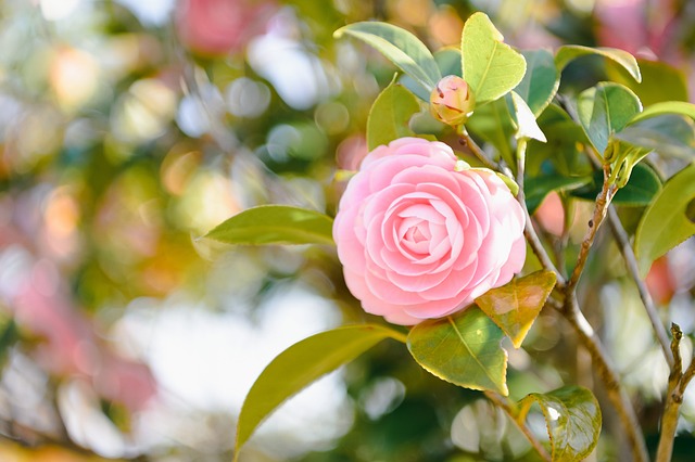 花, 茶花, 盛开, 开花, 自然, 日本, 景观, 粉色的, 春天, 少女茶花