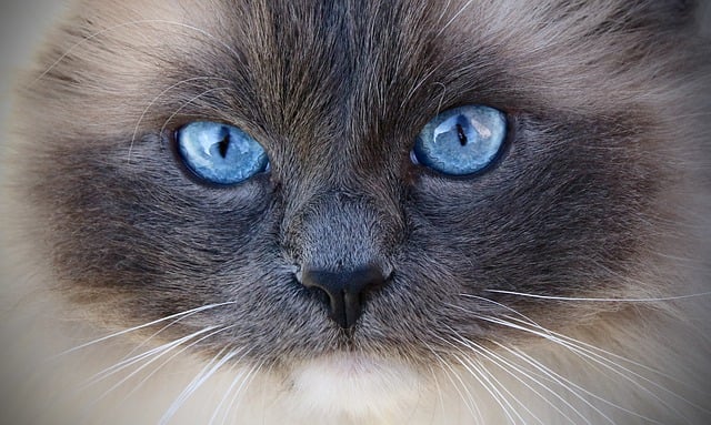 动物, 哺乳动物, 猫, 布娃娃, 宠物, 蓝眼睛, 基蒂, 可爱的, 猫科动物