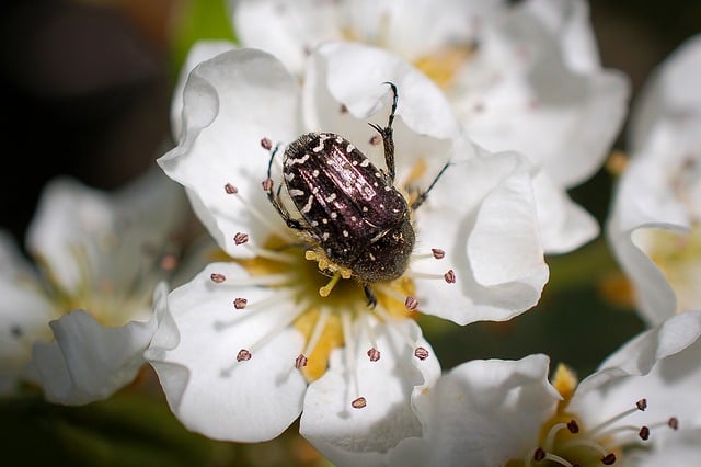 花, 甲虫, 棵梨树, 果树, 春天, 昆虫, 授粉, 自然