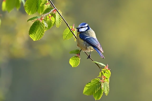 蓝雀, 山雀, 鸟, 动物, 羽毛, 坐, 枝杈, 日出, 公园, 野生动物