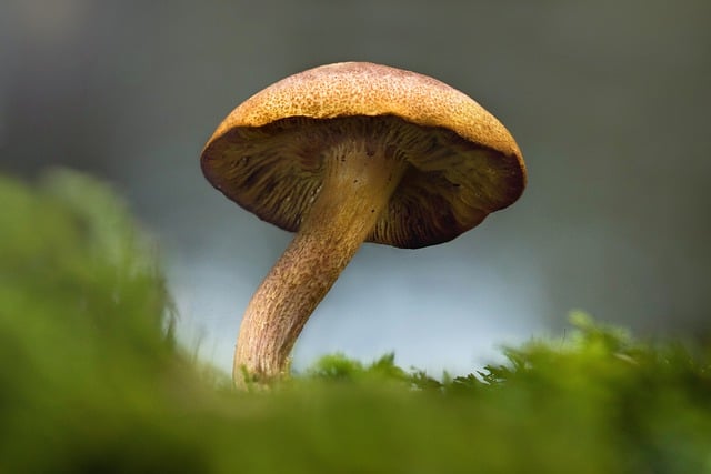 蘑菇, 自然, 森林, 苔藓, 绿色, 落下, 户外, 生长, 特写, 蘑菇