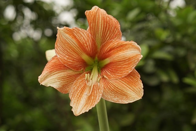 山谷里的百合, 花, 花瓣, 橙色的, 植物群, 植物学