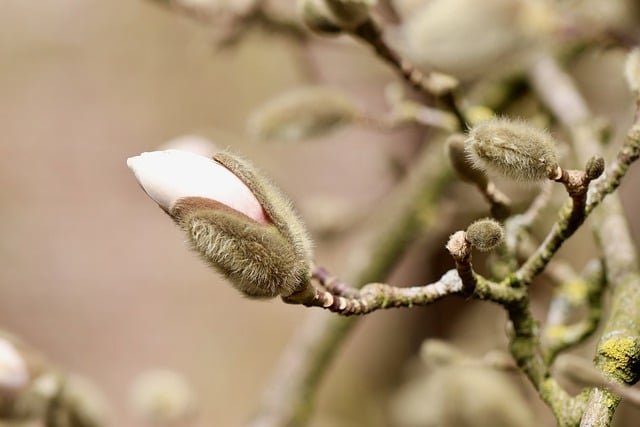 星玉兰, 玉兰, 花枝, 春季觉醒, 花蕾, 开花, 灌木, 观赏灌木