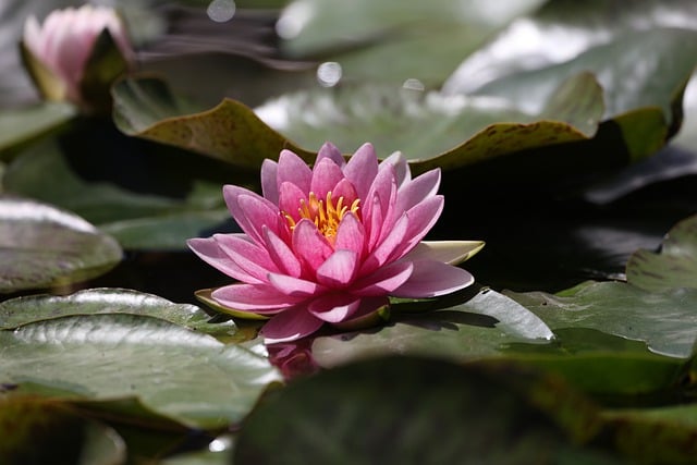 花, 荷花, 粉色的, 自来水厂, 池塘, 水, 风信子, 盛开