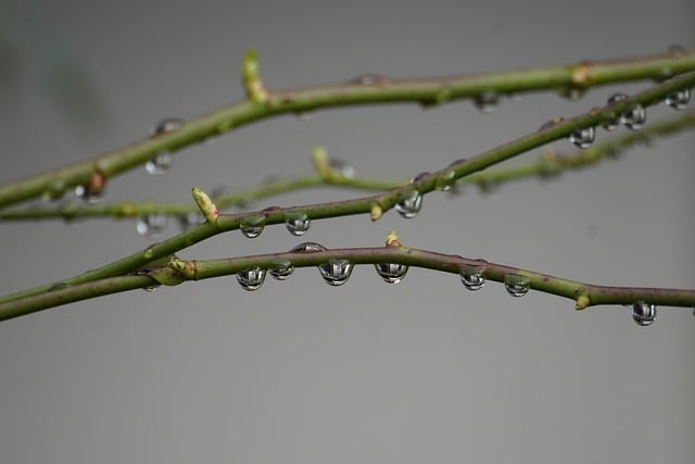 水滴, 雨滴, 露珠, 分行, 自然, 特写, 灰色的, 绿色