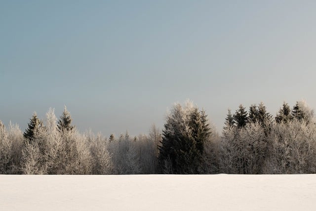 树木, 雪, 原野, 冬天, 寒冷的, 冰冷的, 地平线, 芬兰, 沃卡蒂