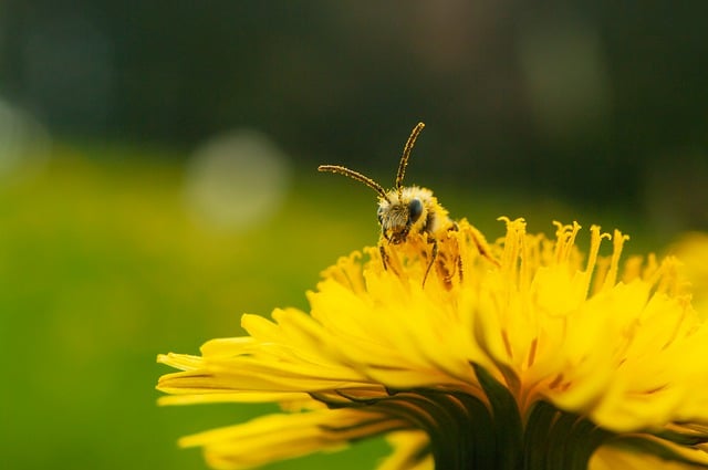 蜜蜂, 花, 自然, 昆虫, 特写, 授粉, 花粉, 植物, 黄花, 世界蜜蜂日