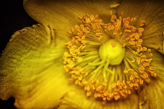 花, 雄蕊, 贯叶连翘, 特写, 黄色, 花, 花, 花, 花, 花