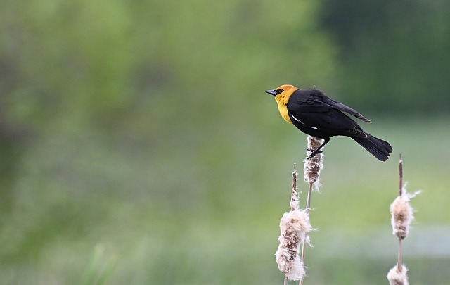 代购三个月了为什么还在清关-如何解决？