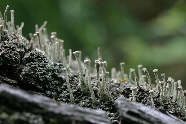 苔藓, 编织, 日志, 风化, 植物学, 生长, 苔藓, 苔藓, 苔藓, 苔藓