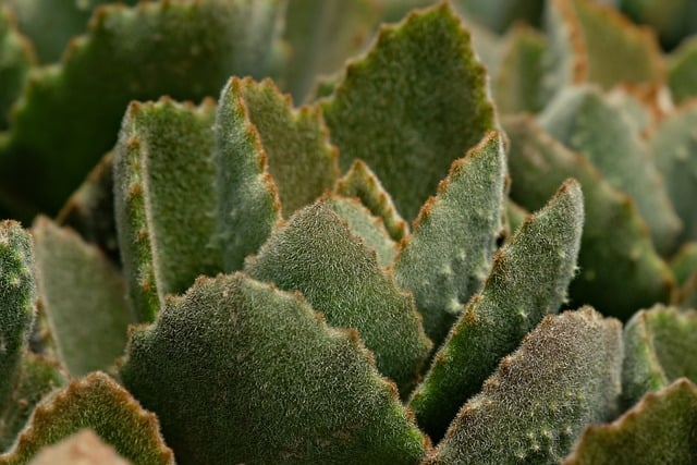  详解法国商标注册的具体流程