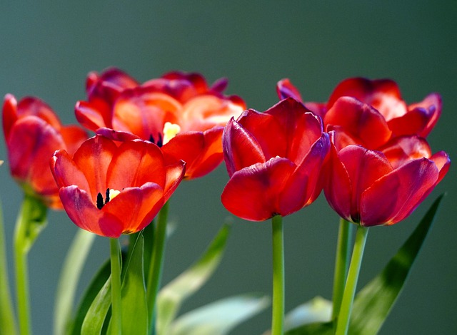 划重点：我的产品要做英代吗 