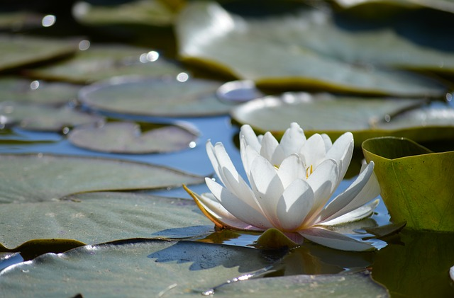 什么是爱飞海淘查询-有哪些优势？