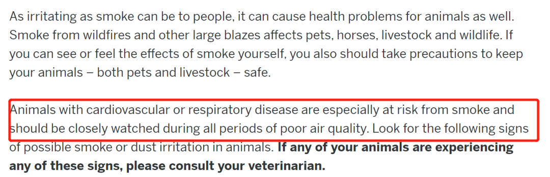 山火持续蔓延，宠物口罩成TikTok新潮流！