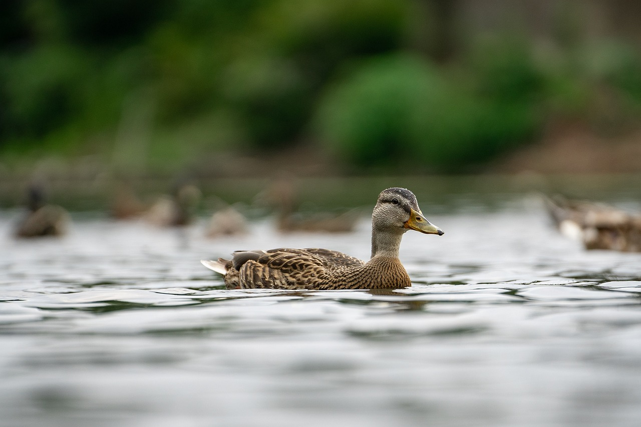 开店快速过审秘笈-成功开店的核心技巧