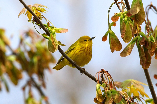 跨境电商避免侵权方法:打造合法合规的跨境电商平台